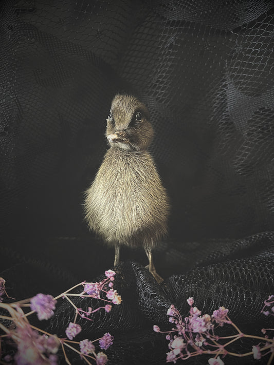 Taxidermy brown duckling on a dark textured background with pink flowers