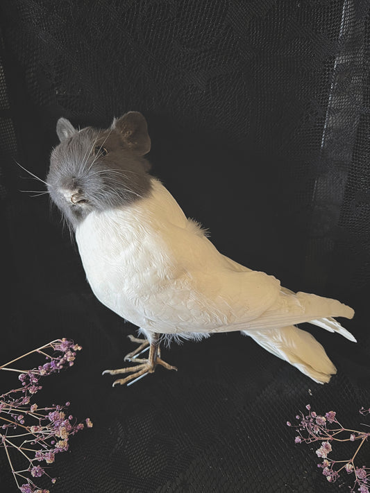 Taxidermy grey and white bunny bird on a dark background