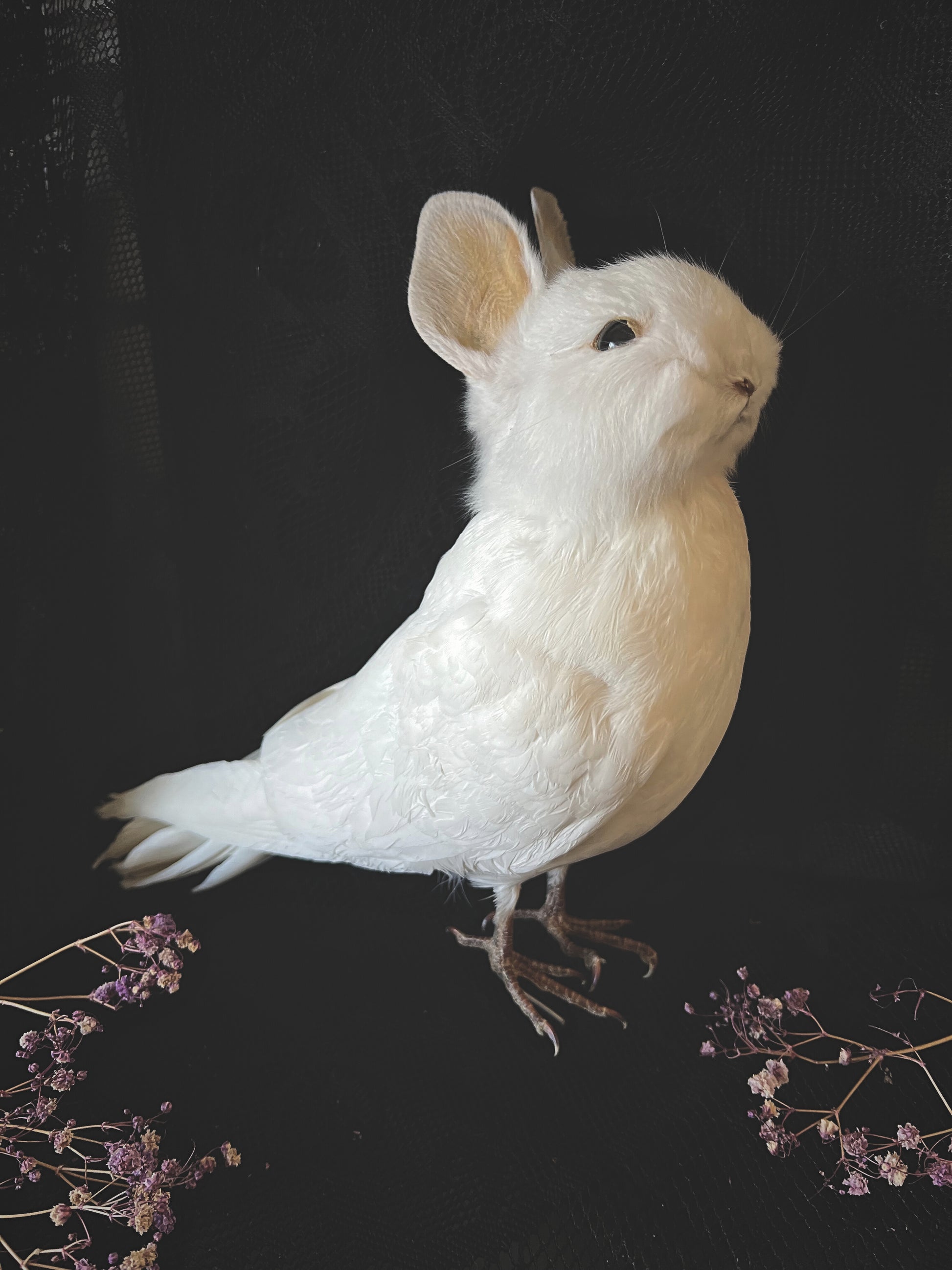 White taxidermy bunny bird on a dark background