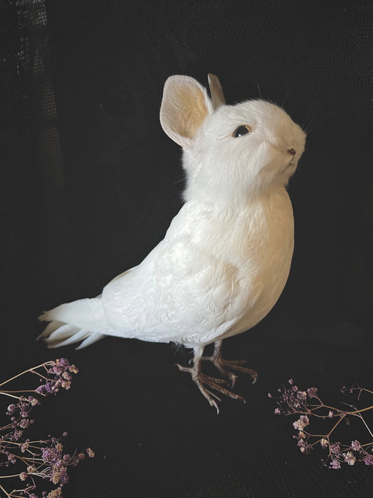 White taxidermy bunny bird on a dark background
