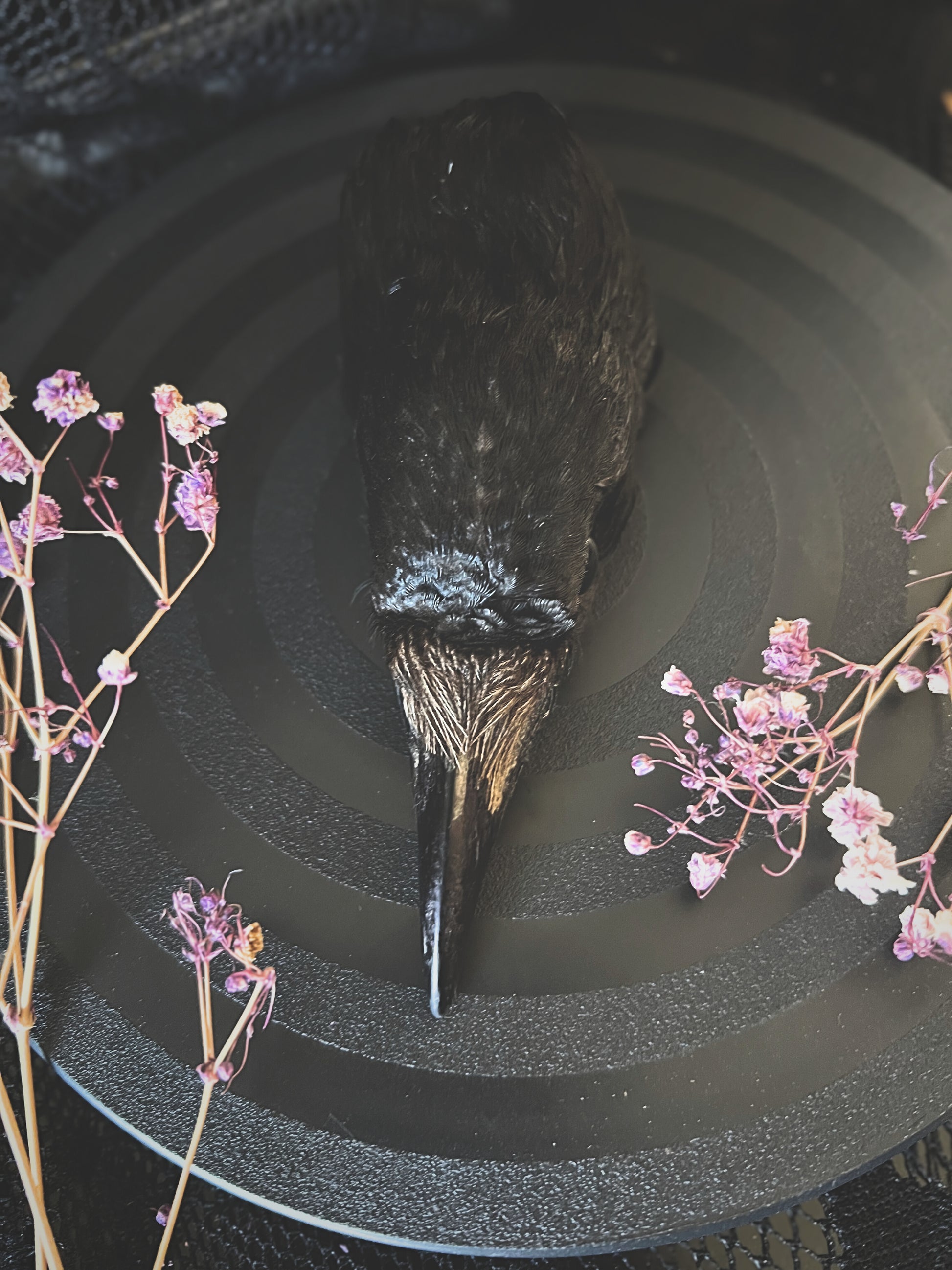 Taxidermy crow head on a black surface with pink flowers