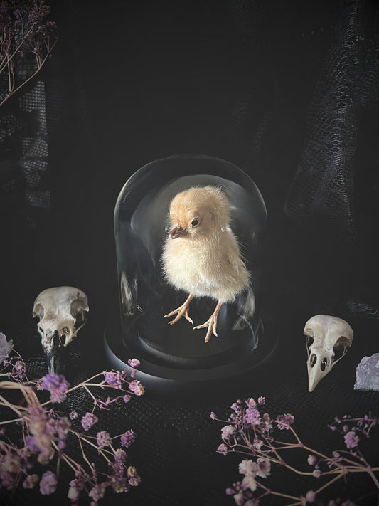 Small taxidermy chick in a glass dome with skull and floral elements on a dark background