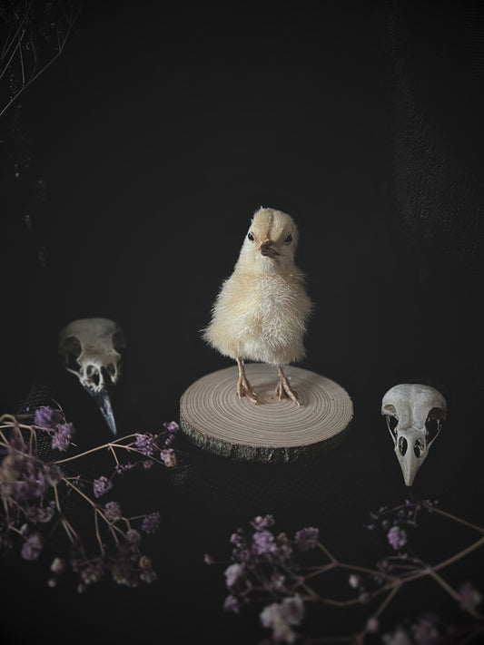 Taxidermy chick on a wood slice with skull and flowers in a dark setting
