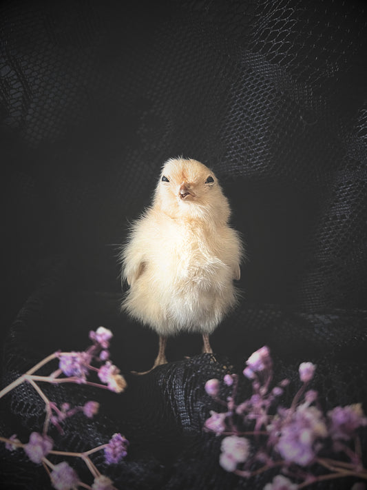 Taxidermy chick standing on a dark surface with purple flowers