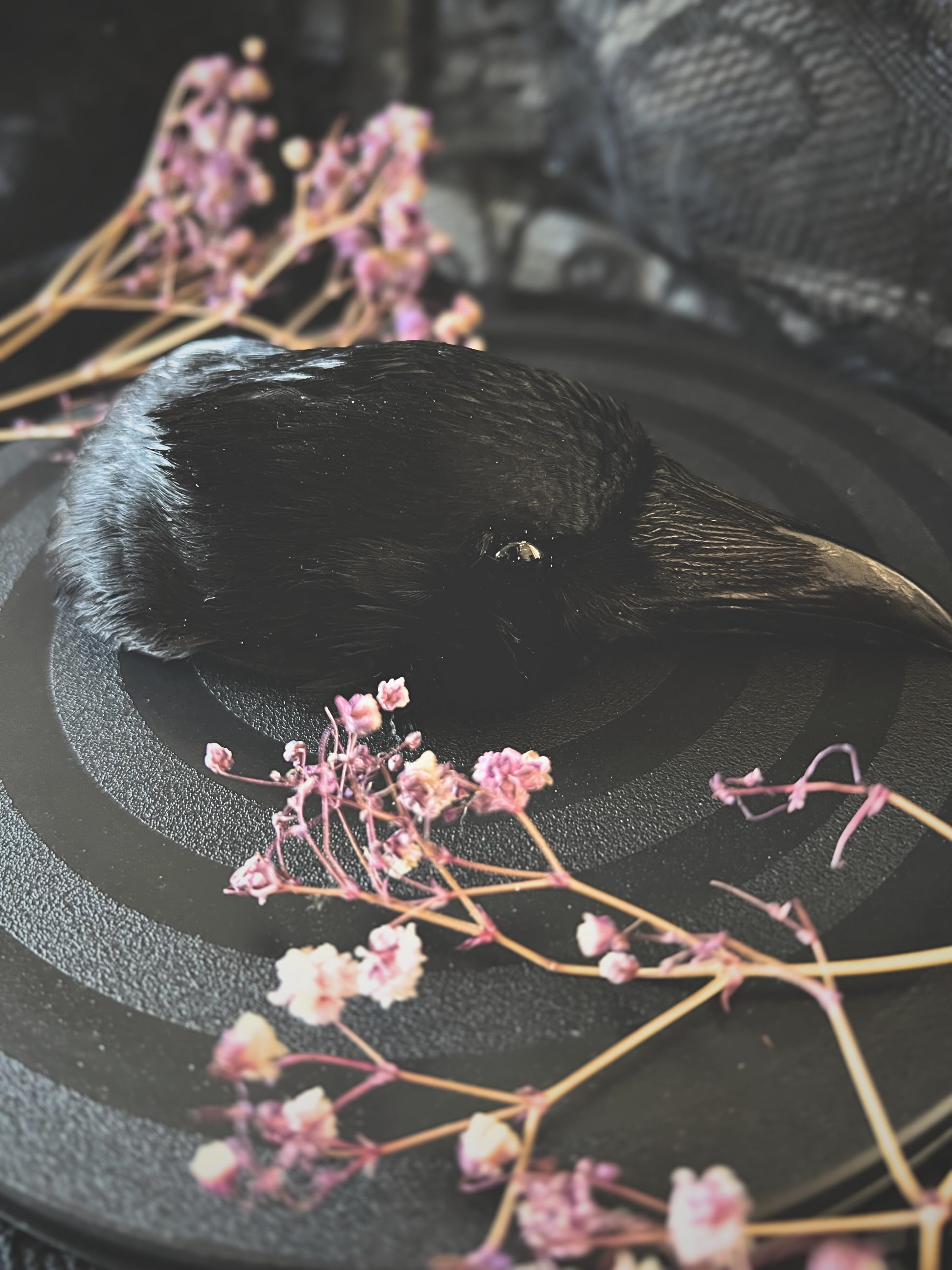Taxidermy crow head on a textured surface with dried flowers