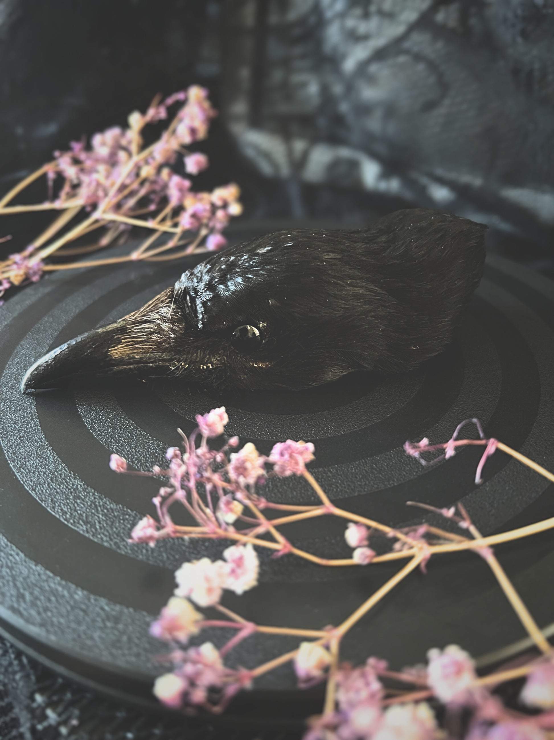Taxidermy crow head with pink flowers on a dark textured surface