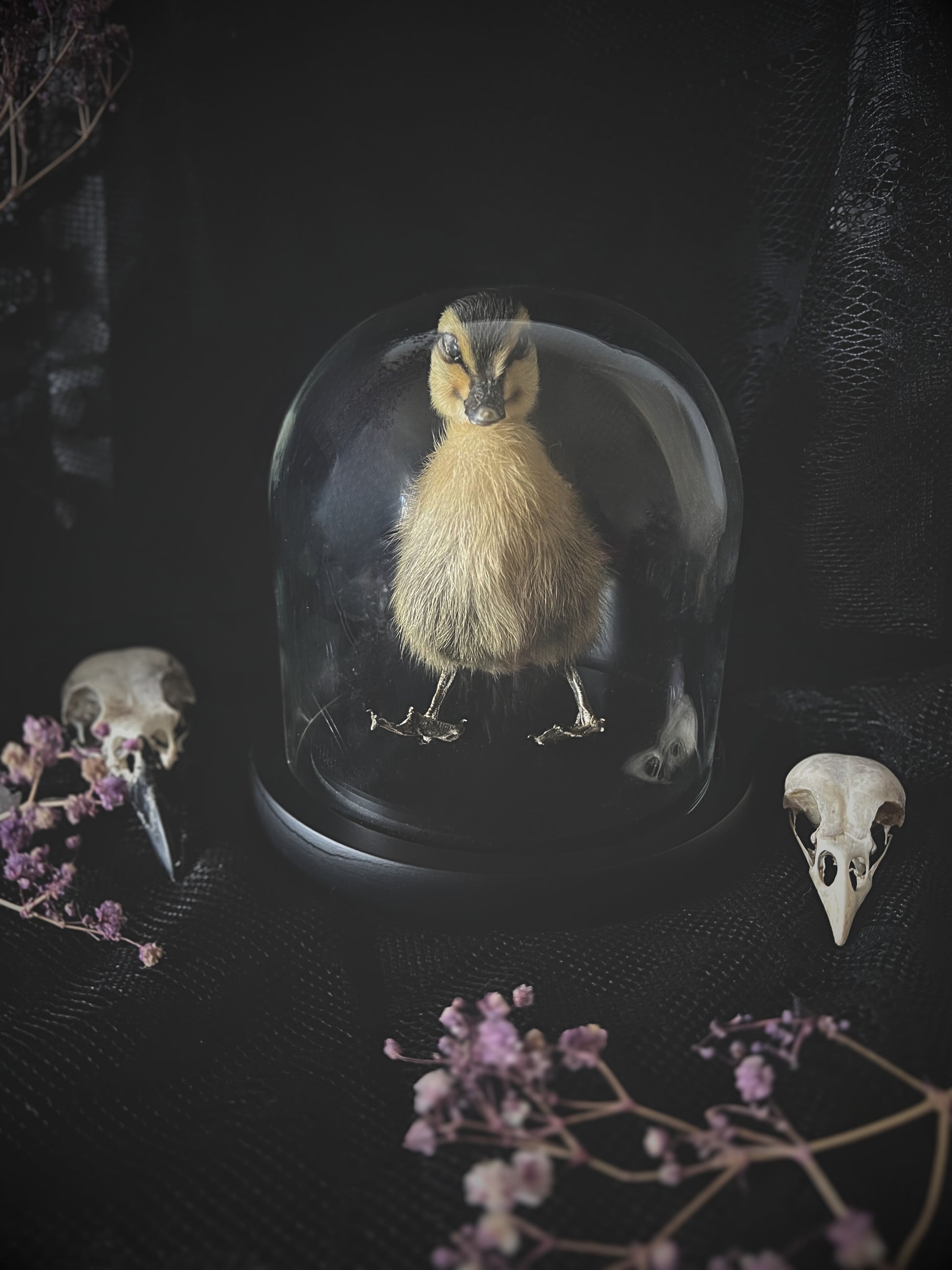 Taxidermy striped yellow duckling inside a glass dome on a dark background with skull and floral elements.