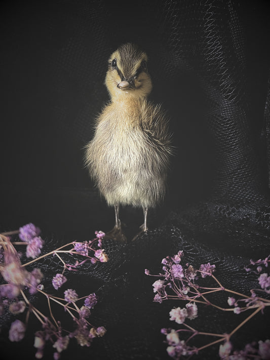 Taxidermy striped yellow duckling standing on a dark surface with purple flowers