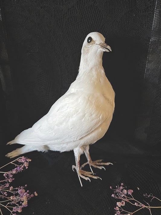 Taxidermy white pigeon on a dark background with floral elements