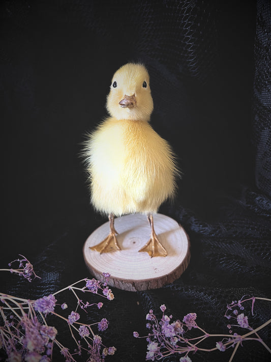 Taxidermy of a yellow duckling on a wood slice with a dark background and purple flowers.