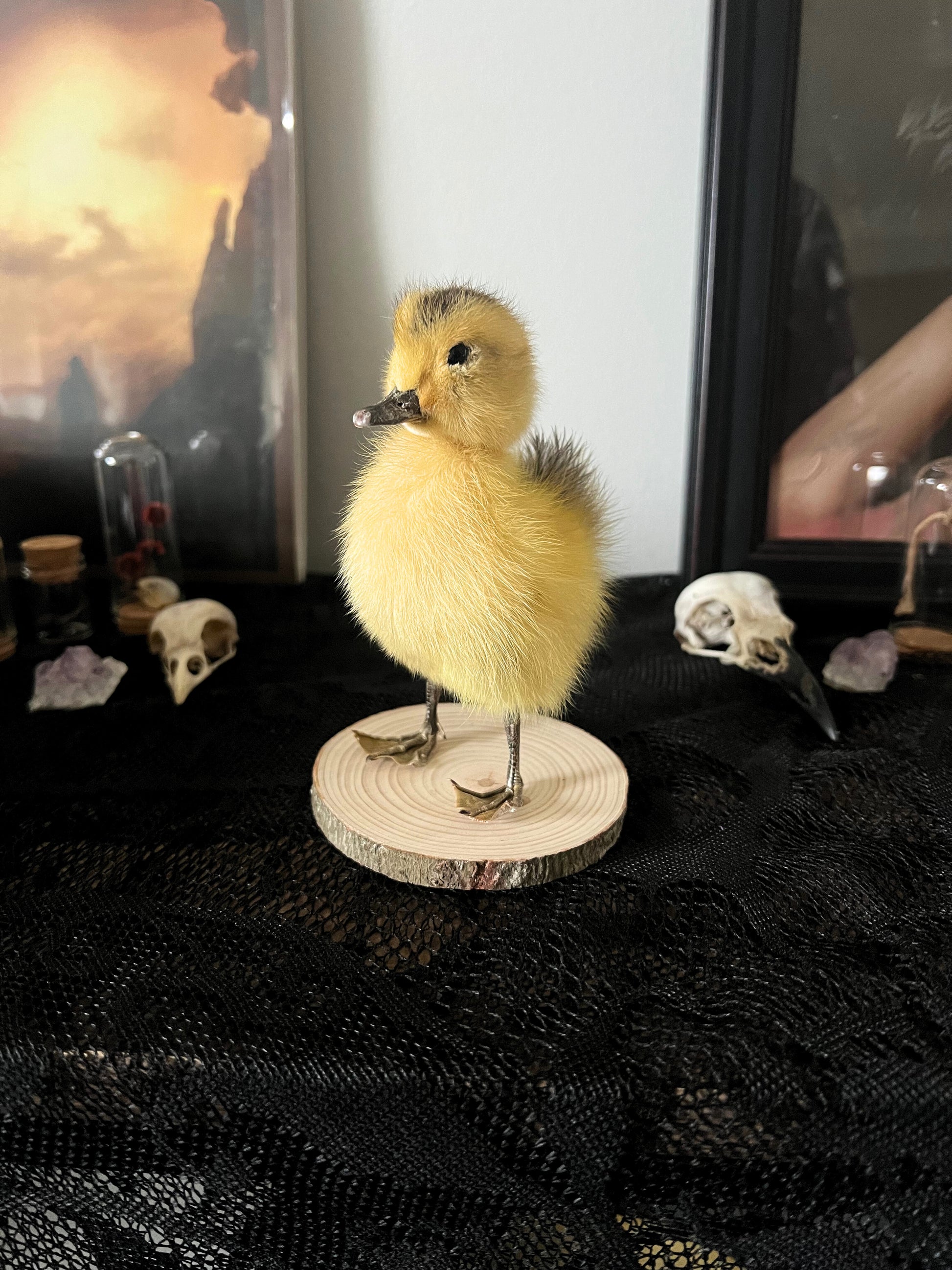 Taxidermy yellow duckling on a wooden stand with a dark background