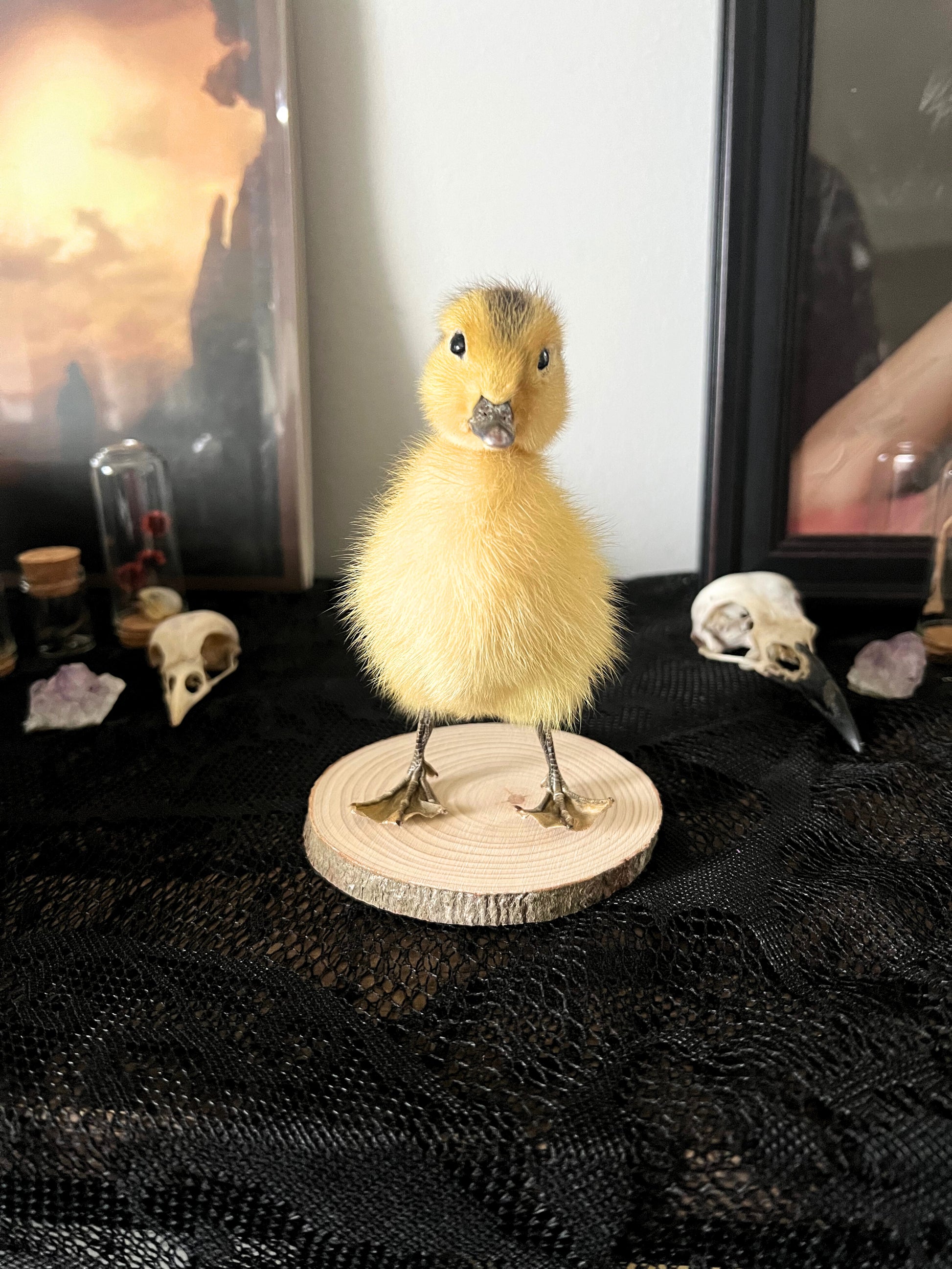 Taxidermy yellow duckling on a wooden stand with a dark background