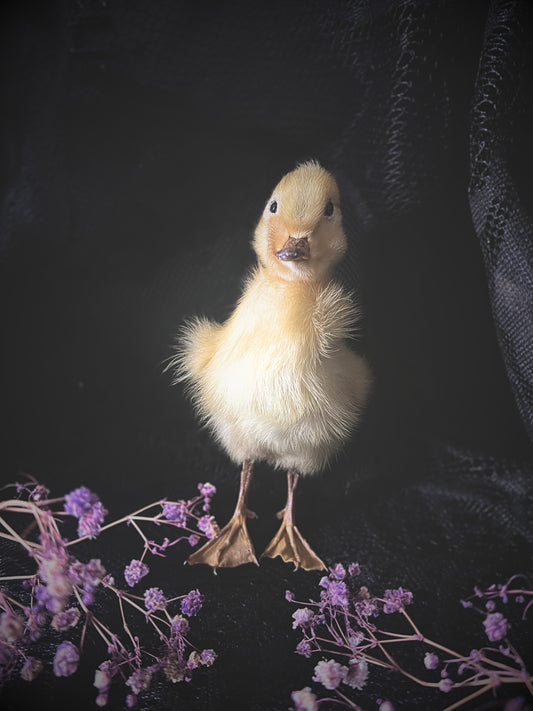 Yellow taxidermy duckling standing on a dark surface with purple flowers