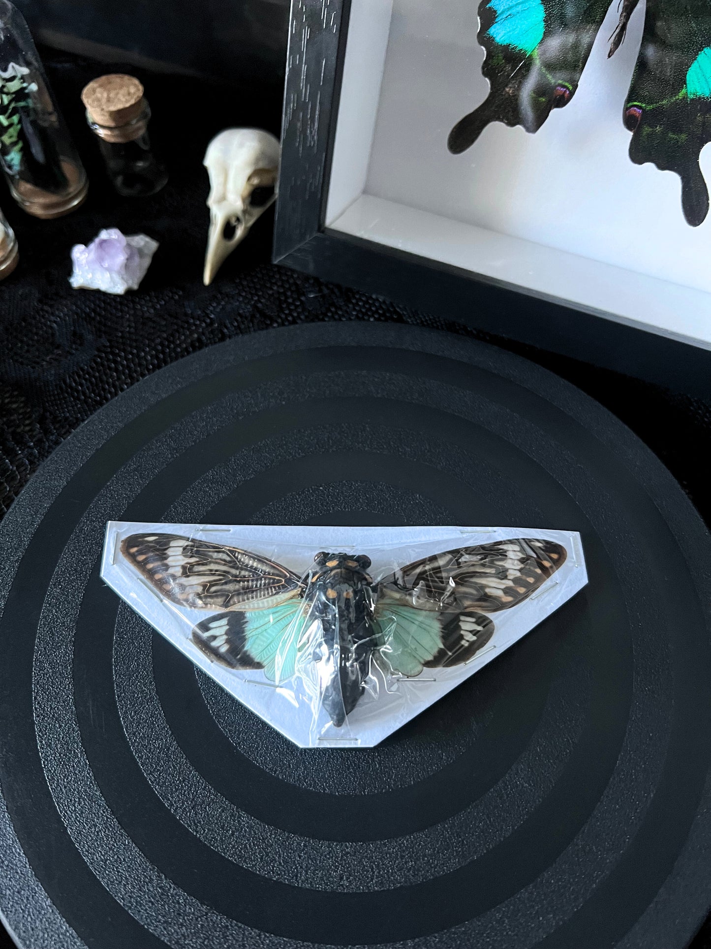 Blue Cicada (Tosena Splendida)